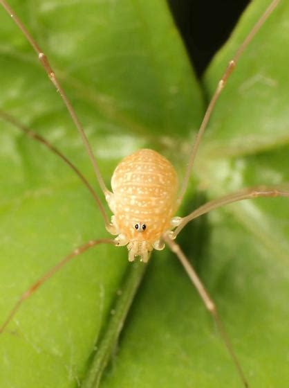 Opiliones - BugGuide.Net