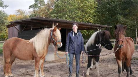 Hund beißt Pferd auf Dreieicher Koppel Halter meldet Unfall nicht