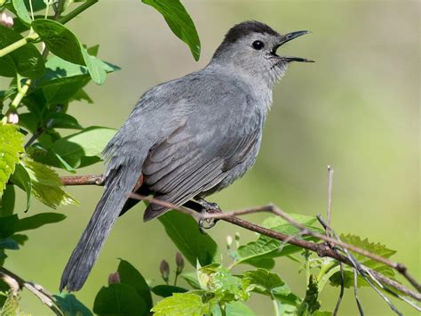 Gray Catbird - NestWatch