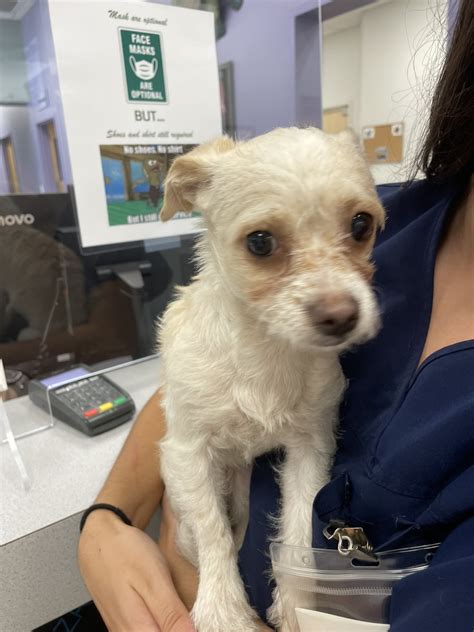 Genuine Gigi - Save A Dog - Poodle and Pooch Rescue of Florida