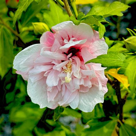 Strawberry Smoothie™ Hibiscus Rose Of Sharon 3 Gallon Container