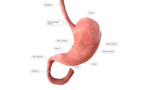 Fundus Stomach