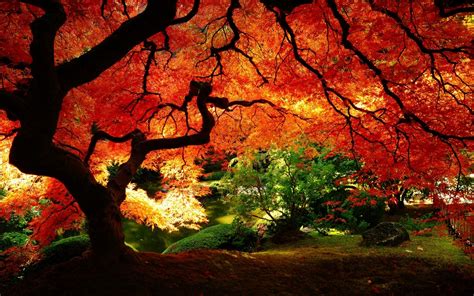 Autumn Tree Landscape Photography