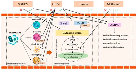 Immune System And Insulin Metformin SGLT2 And GLP 1 Action AMPK