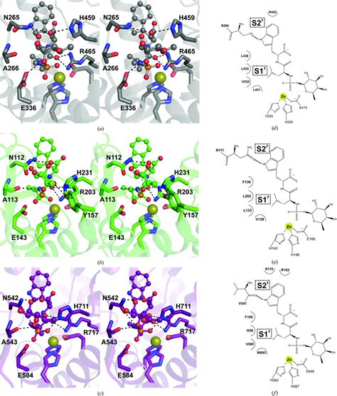 Iucr Phosphoramidon Inhibits The Integral Membrane Protein Zinc