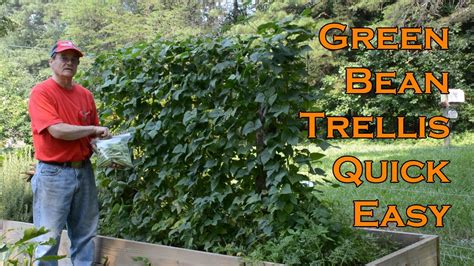 Do Green Beans Need A Trellis The Latest Answer Musicbykatie