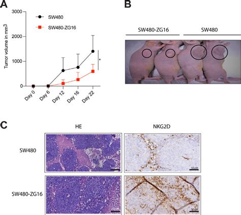 Zg16 Overexpression Inhibits In Vivo Sw480 Xenograft Tumor Growth Via