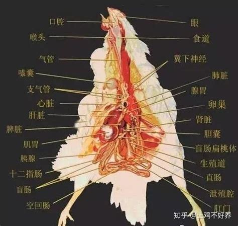 鸡的解剖教学 知乎