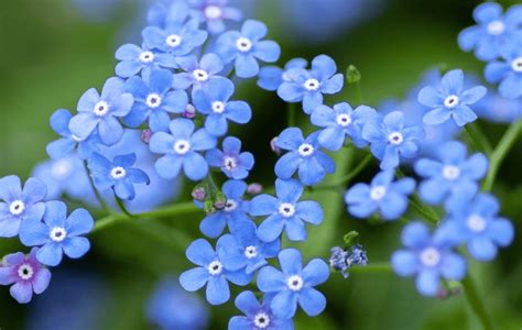 Por qué las mujeres regalan flores azules a los hombres el 3 de octubre