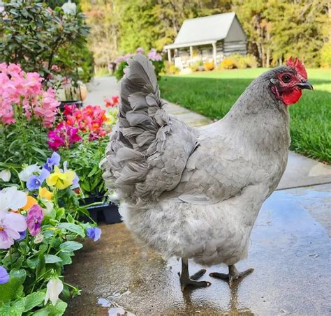 Lavender Orpington A Guide To This Beautiful Chicken Breed Flocks