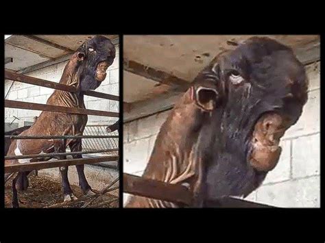 The Damascus Goat Know Your Meme