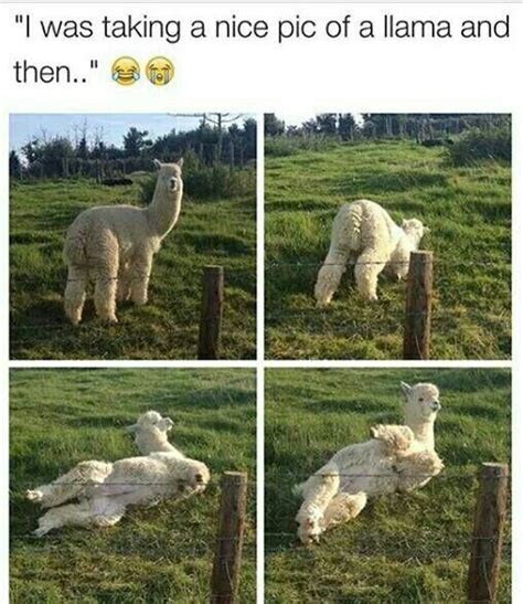 28 best Alpaca Memes images on Pinterest | Funny pics, Funny stuff and ...