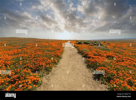 Antelope Valley California Poppy Reserve State Park With Sunrise Sky