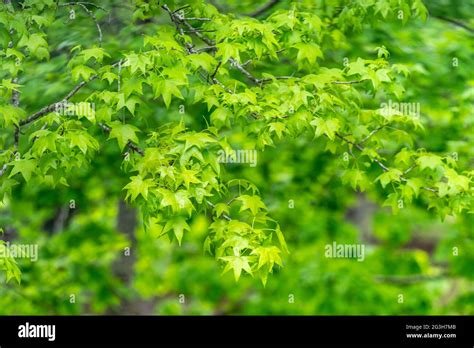 Spring Oak Tree Leaves Hi Res Stock Photography And Images Alamy