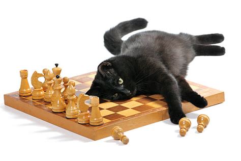 270+ Cat Playing Chess Stock Photos, Pictures & Royalty-Free Images ...