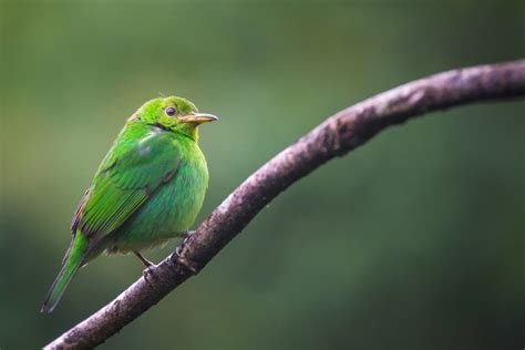 20 Reasons Why There Are No Hummingbirds in Hawaii