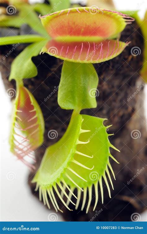 Venus Flytrap - Carnivorous Plant Stock Photo | CartoonDealer.com #10391970