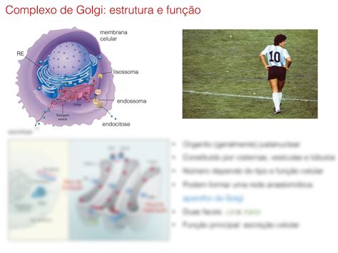 Solution Golgi E Transporte Vesicular Handouts Studypool