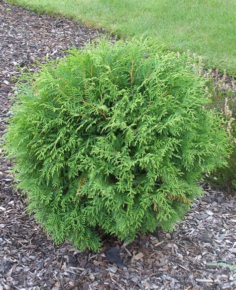 Thuja Occidentalis Globosa Rasadnik Kedar