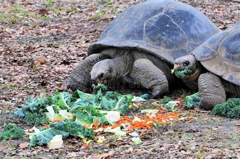 Giant Galapagos Tortoises Eating Royalty Free Stock Images Image