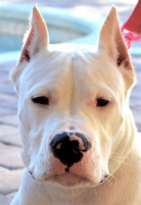 Argentine Dogo | Dog Breed Info: Pictures, Characteristics & Facts