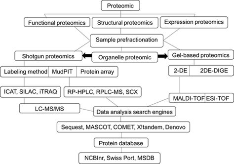 Schematic Of Proteomic Strategy Download Scientific Diagram