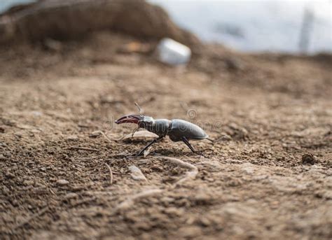 Escarabajo O Picadura Bicho Lucanus Cervus Insecto De Cierre Sobre