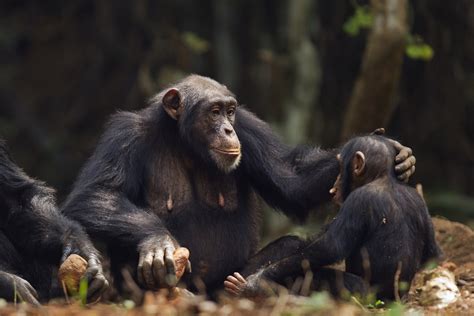 Após vídeos chimpanzés falando cientistas retomam discussão