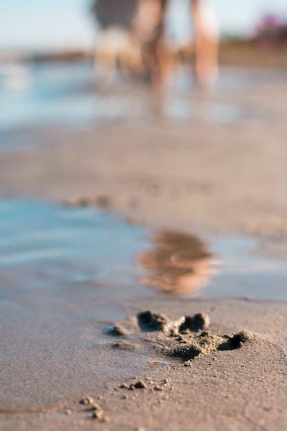 Pegadas de pata de cachorro solitário impresso na areia na praia Foto