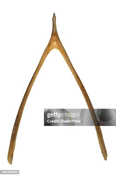 1,952 Wishbone Stock Photos, High-Res Pictures, and Images - Getty Images