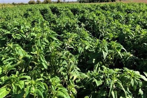 Ajonjoli Experimentan Con El Cultivo En Valle De Mexicali Ensenadanet