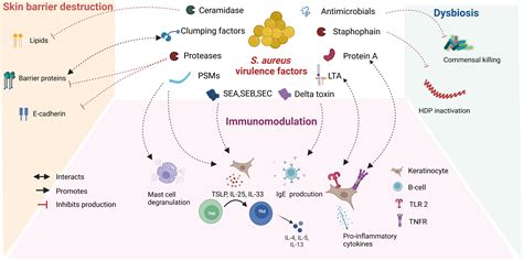 Frontiers Microbial Derived Antimicrobial Peptides As Potential