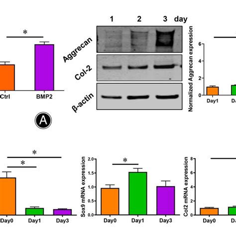 CD38 And Chondrogenic Marker Expression During Differentiation A