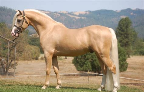 This May Very Well Be My Dream Pony A Beautiful Palomino Welsh Pony