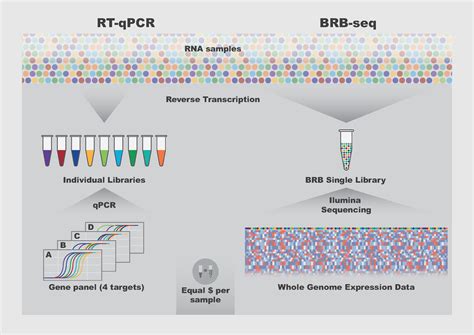 Brb Seq The Quick And Cheaper Future Of Rna Sequencing Rna Seq Blog