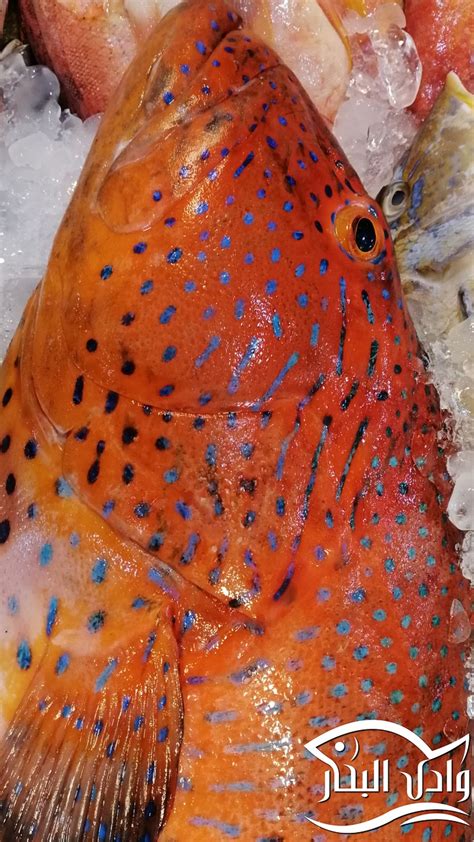 Fish Red Gerber - Free photo on Pixabay - Pixabay