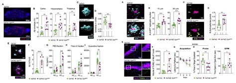 Syk Coordinates Neuroprotective Microglial Responses Creative Bioarray