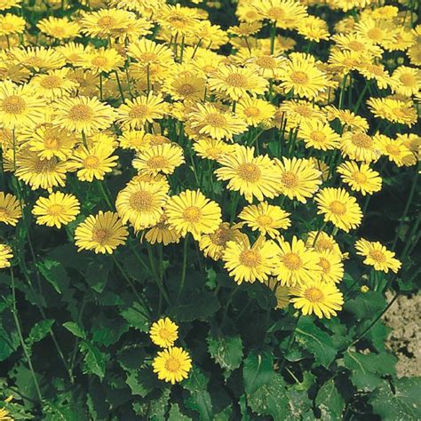 Желтая ромашка многолетняя фото: Ромашка желтая многолетняя Садовая ...