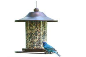 Best Bird Feeders for Ohio - Attracting Wild Birds