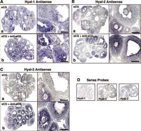 In Situ Hybridization Localization Of Hyal 1 Hyal 2 And Hyal 3