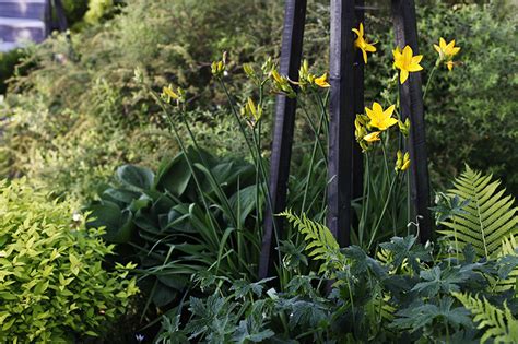 Растения для светлой тени: home_and_garden — LiveJournal