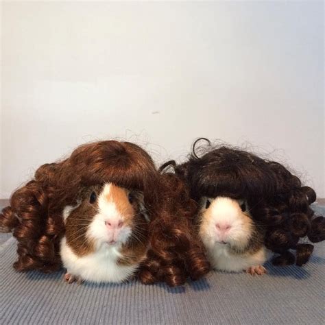 Guinea pigs Winnie and Charlotte wearing wigs, looking very cute. Pet Pigs, Guinea Pigs, Wearing ...