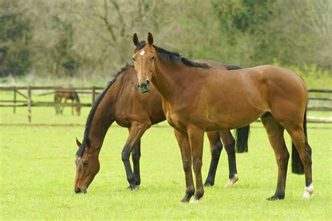 HORSE BREEDS: THOROUGHBRED