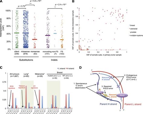 Origins And Functional Consequences Of Somatic Mitochondrial Dna