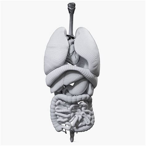 3D human internal organs model - TurboSquid 1536264