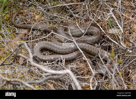 Two Smooth Snakes Coronella Austriaca Basking Together A Rare