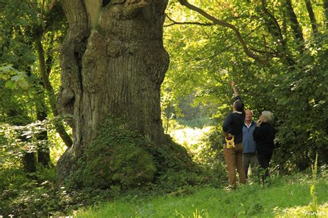 chêne de Plélo Côtes dArmor Yannick Morhan 4 Les têtards arboricoles