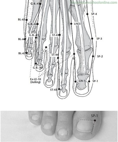 Points In The Toes Acupunture Acupressure Sketches