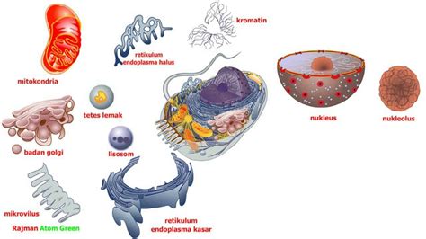 Materi Biologi Homecare24