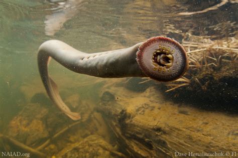 Flickriver Photoset Adult Pacific Lamprey By Usfws Pacific